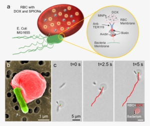 Ahmet Fatih Tabak, Joshua Giltinan, Oncay Yasa, Yunus - E Coli Binding Erythrocytes Membrane #2859403