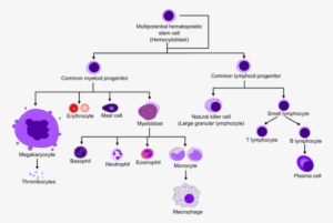 Differentiation Of Red Blood Cell[✎ Edit - Lymphocytes Vs Neutrophils #2859437