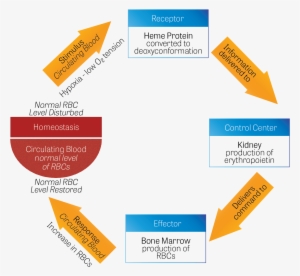 Diagram Of Homeostatic Mechanisms To Restore Levels - Red Blood Cell #2859465