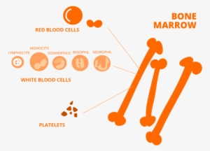 La Medula Osea Eng Ok - Red Blood Cell #2859468