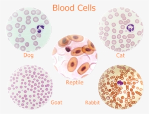Notice That Reptilian Red Blood Cells Are Oval And - Red Blood Cells Cytology #2859658
