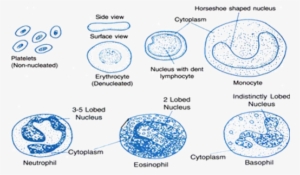 Red Blood Corpuscles (rbc) - Science #2859789