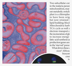 In The Blood - Red Blood Cell #2859832