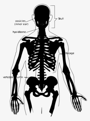 Download Png - Human Skeleton #2860127