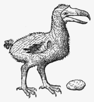 Image Of A Dodo By Carolus Clusius, Based On Eyewitness - Dodo #2862247