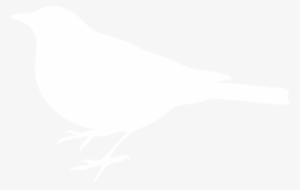 White Bird Black Background #2863867