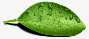 Lead Generation - Leaf With Water Drop Png #2864182