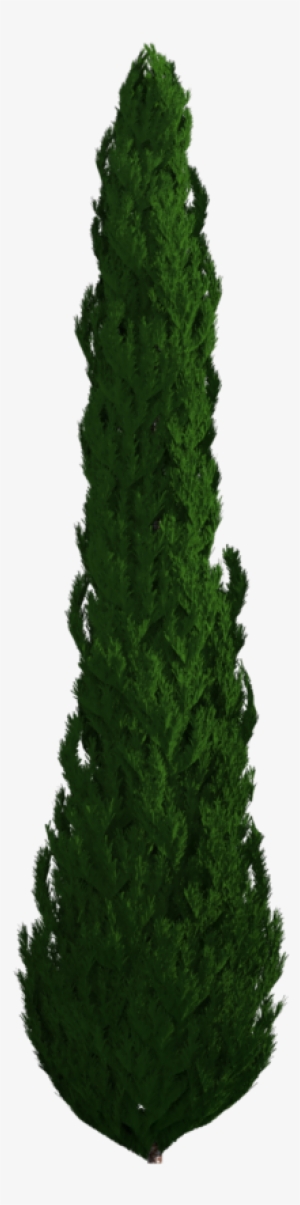 Tree Png Download - Tree #2865192