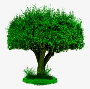 Tree Png, Photoshop Editing Png, Cb Edits Png, New - Tree Image Hd Png #2865404