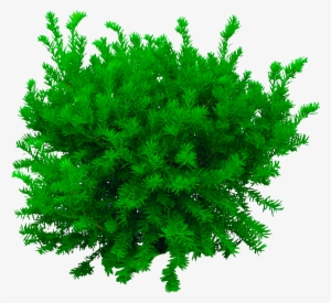 Tree Png, Photoshop Editing Png, Cb Edits Png, New - Bush Texture #2865429