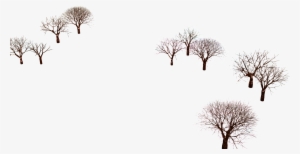 January 19 - Oak #2865661