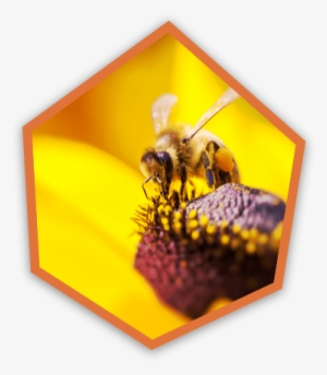 The Beekeeper Often Puts A Little Dab Of Paint On Her - Bee #2866025