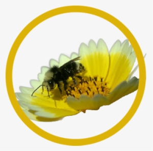 Yellow-faced Bumble Bee, Bombus Vosnesenskii - Sunflower #2866163