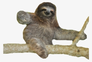 Image - Sloths (blastoff! Readers: Animal Safari) #2867592