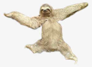 Sloth Png Transparent Images - Sloth Png #2867622