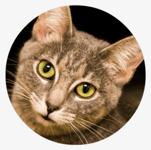 Cat - Domestic Short-haired Cat #2868240