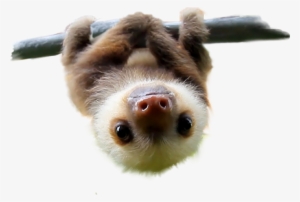 Cute Sloths Pillowcasestwo Sides Printedrectangle Zippered #2868247