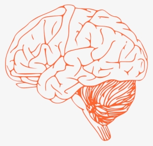 Brain Stem Diagram - Brain Clipart Png #2868276