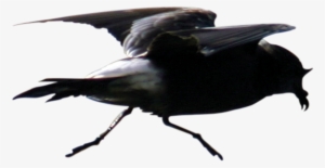 Small, Dark With A Distinctive White Rump - Fish Crow #2868347