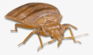 Light Brown Bed Bug - Bed Bug Bites #2869574