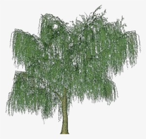3d Trees - Weeping Willow - Sauce Lloron Png #2869984