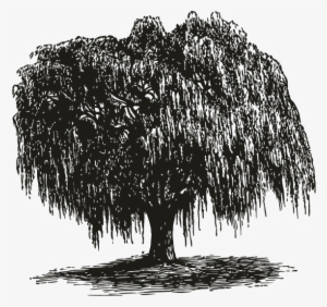 Smock Weeping Willow Motif - Stretched Canvas Print: Brinkman's Weeping Willow Tree #2870011