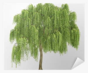 Willow Tree Cut Out #2870169