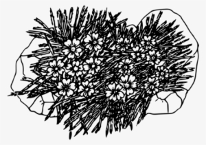 Moss Campion Computer Icons Drawing Hair Coloring - Moss Plant Black And White #2871818