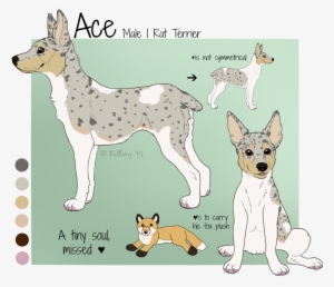 Katling Gihfsub - Norwegian Lundehund #2871839