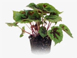 Mini Plant - Mini Cooper #2871979