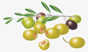 Free Vector Olive #2872447