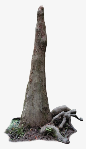 Cypress Knee - Swamp Cypress Png #2872467