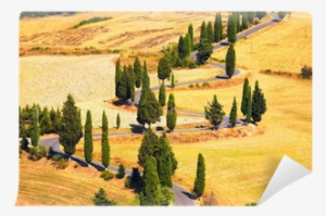Cypress Tree Scenic Road In Monticchiello Near Siena, - Kalendarz Ścienny 2018 Drogi #2872617