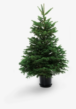 Living Christmas Tree #2872662