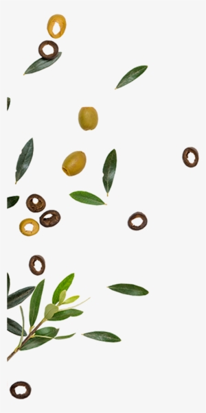 Golden Olive Is One Of The Leading Companies In The - Golden Olive #2872760