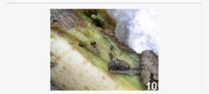 A Piece Of Wood Taken Off From A Run Section Of A River - Ancyronyx Schillhammeri #2873739