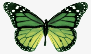 Butterfly Image - Butterfly Green And Pink #2873897