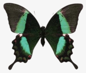 Butterfly House At Put In Bay - Emerald Swallowtail #2874032