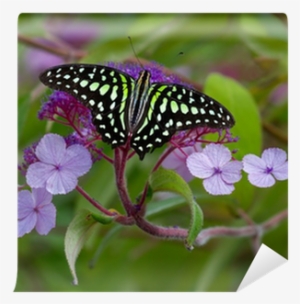 Paper Craft 2017 Butterfly Monthly Organizer Scheduler #2874229 Paper Craft 2017 Butterfly Monthly Organizer Scheduler #2874229