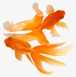 Beautiful - Golden Fish Images Hd #2874295