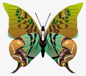 50 Butterflys Vector Art - Lepidoptera #2874509
