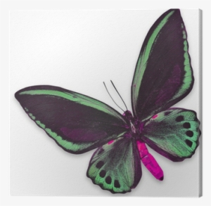 Beautiful Black And Green Butterfly Canvas Print • - Ornithoptera Priamus #2874514