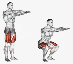 Bodyweight Squat - Body Weight Squat Anatomy #2874578
