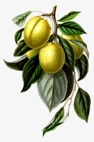 This Free Icons Png Design Of Golden Esperen Plum #2875835