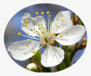 Blossom Of Mirabelle Plum - Dictionary Of The First Or Oldest Words In The English #2876157