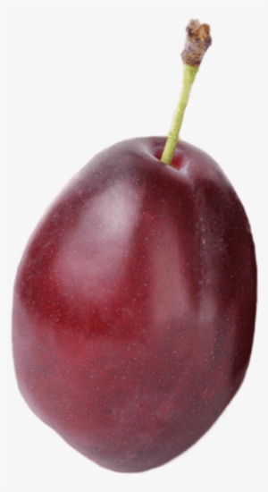 2 - Plum - Cherry #2876227