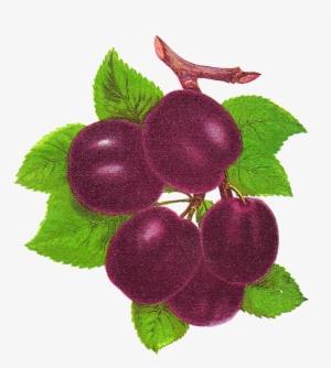 Free Fruit Clip Art - Clip Art #2876289