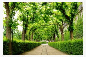 Green Ivy Archway - Grove #2877009