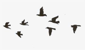 Flying Birds Gif Transparent #2877062
