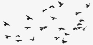 Pajaros Png Transparente - Pajaros Png Para Photoshop #2877065